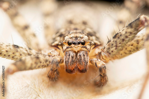 Eyes closeup of Huntsman spider,  Heteropoda jugulans, Satara, Maharashtra, India photo