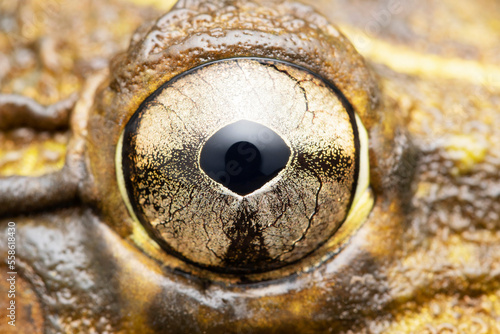 Extreme closeup of bull frog eye,  Haplobatrachus tigerinus, Stara, Maharashtra, India