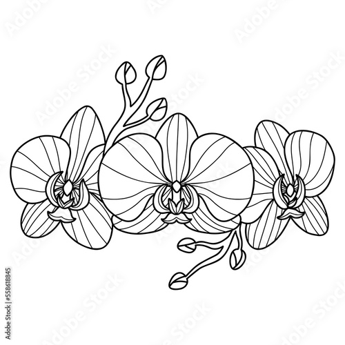 Line art orchid flowers. Hand drawn outline exotic flowers. Coloring page. Sketch of Orchidaceae flowers. Black and white vector drawing.