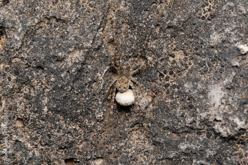 Cammouflaged female wolf spider,  Pardosa pullata with eggsack photo