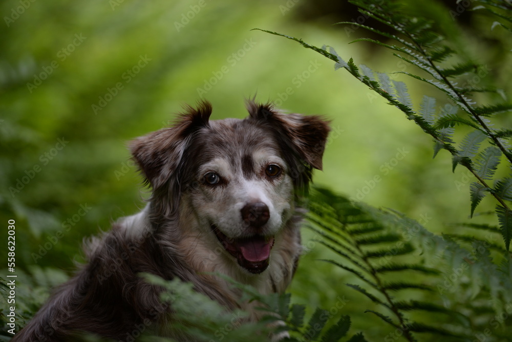Waldhund, schöner Australien Shepherd zwischen Farnblättern im Wald