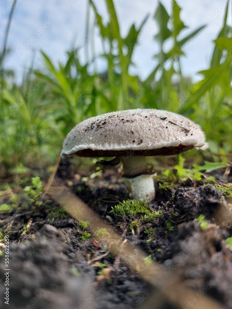 White champignon grows in the grass in summer. Close-up. High quality photo White champignon grows in the grass in summer. Close-up. High quality photo