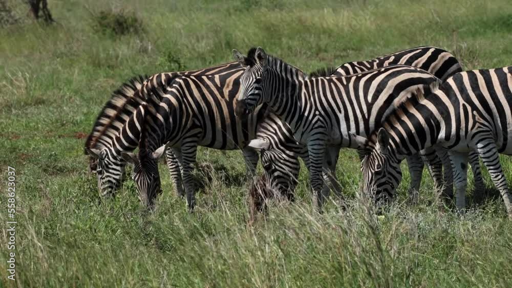 A herd of plains zebra are grazing in the green grasslands of the Kruger National Park. A herd of plains zebra are grazing in the green grasslands of the Kruger National Park.