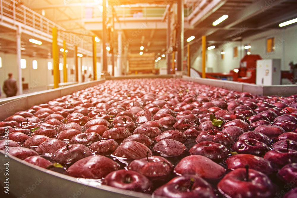 Trybuhivtsi, Ukraine – December 14, 2016: Cleaning and transporting apples in water at factory in agroindustrial company