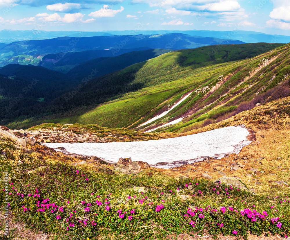 Magic сharming beautiful landscape in the Carpathians with a strip of snow and rhododendrons on the background of mountain ranges. Exciting amazing places. popular tourist attractions
