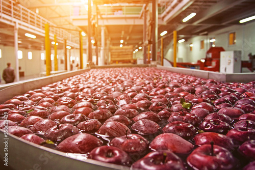 Obraz na płótnie Trybuhivtsi, Ukraine – December 14, 2016: Cleaning and transporting apples in water at factory in agroindustrial company