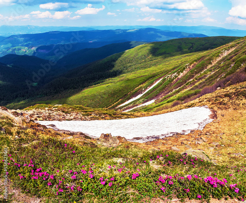 Obraz na płótnie Magic сharming beautiful landscape in the Carpathians with a strip of snow and rhododendrons on the background of mountain ranges. Exciting amazing places. popular tourist attractions w salonie