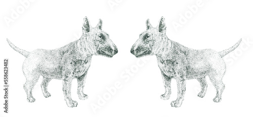 Fényképezés Bull Terriers stand symmetrically together