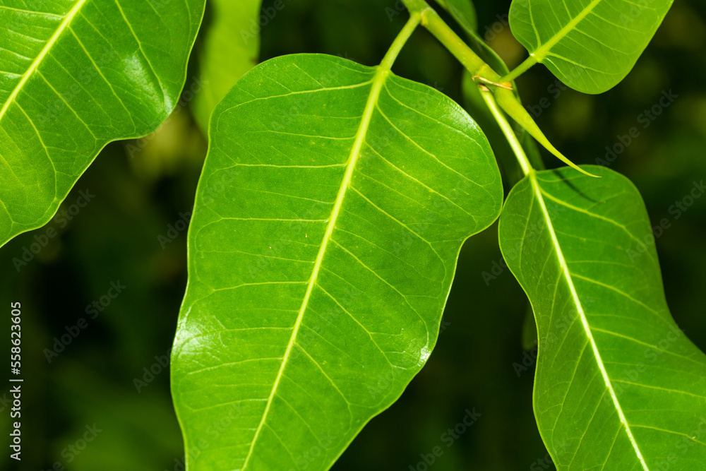 big green leaf closeup big green leaf closeup