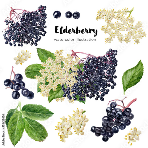 Watercolor illustration of elderberry isolated on white background. photo