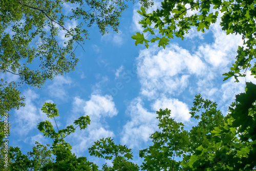 Trees with green foliage against the blue sky and clouds.