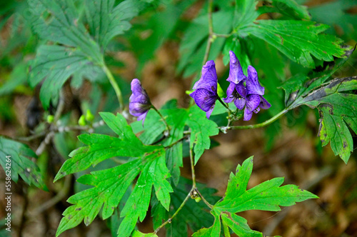 道志山塊の今倉山 ヤマトリカブト ヤマトリカブトはキンポウゲ科トリカブト属の多年草。和名：山鳥兜 ヤマトリカブトは8～10月頃の秋の山地や草原などでよく見かける花。高さ30～200mで青紫色の花を多数咲かせる。毒を含む有毒植物で、毒は根の部分に多い。 