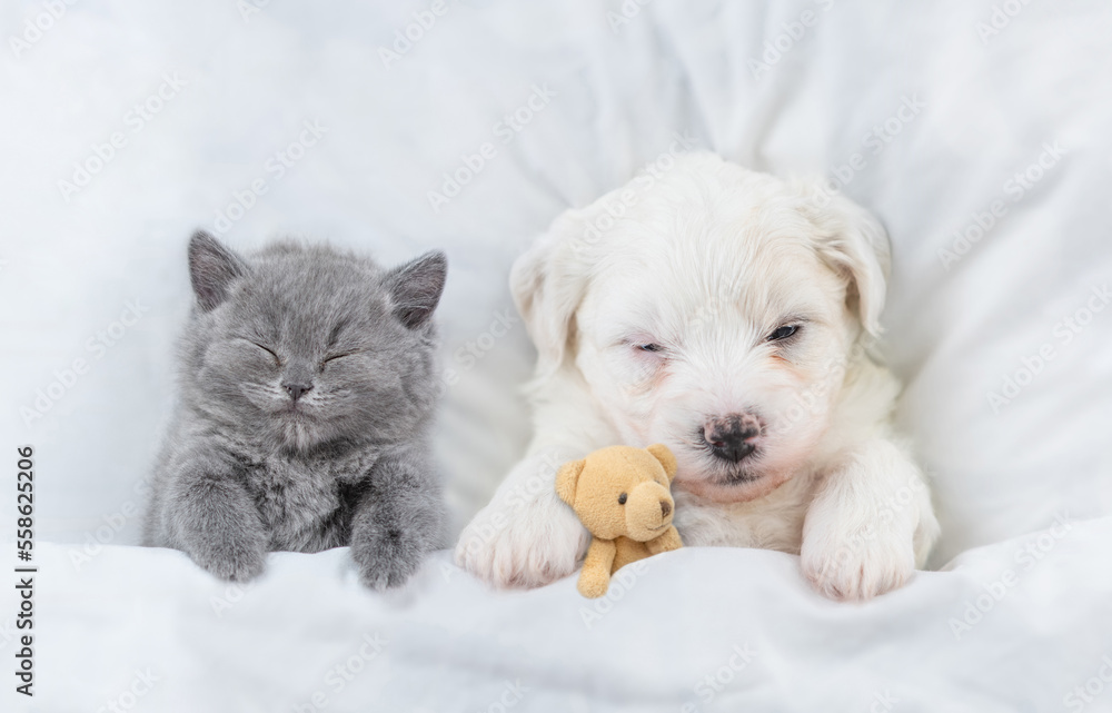 Tiny Bichon Frise puppy and gray kitten sleep together under white blanket on a bed at home. Top down view Tiny Bichon Frise puppy and gray kitten sleep together under white blanket on a bed at home. Top down view