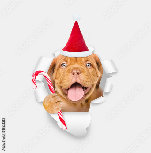 Happy puppy wearing red santa hat looking through a hole in white paper and holding candy cane © Ermolaev Alexandr