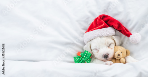 Cute Bichon Frise puppy wearing red santa hat sleeps with toy bear and gift box under white blanket at home. Top down view. Empty space for text