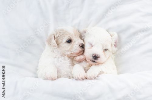 Two tiny Bichon Frise puppy lying under white blanket on a bed at home. Top down view