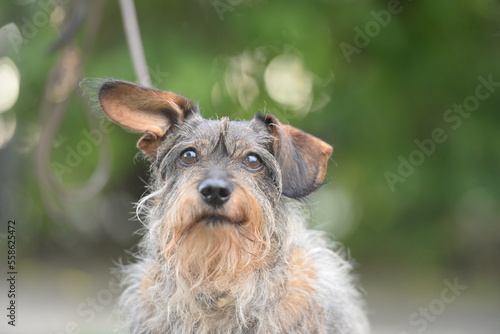 Portrait eines sehr alten Dackel Mischlinghundes