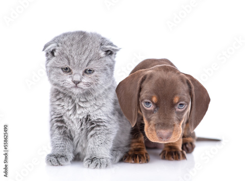 Dachshund puppy and gray tiny kitten sit together and look at camera. isolated on white background