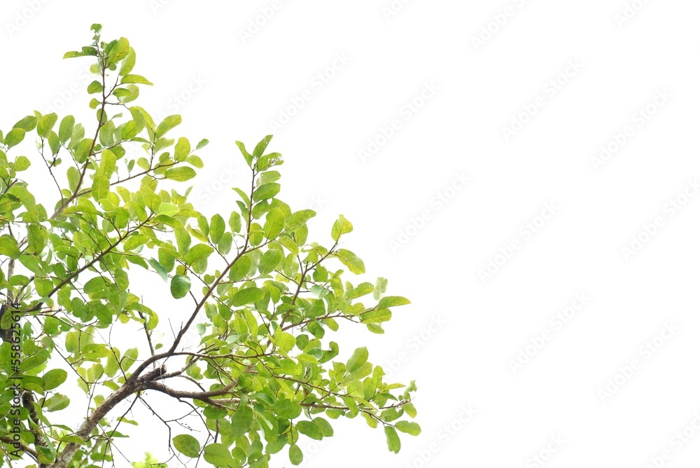 Tropical tree with leaves branches on white isolated background for green foliage backdrop Tropical tree with leaves branches on white isolated background for green foliage backdrop