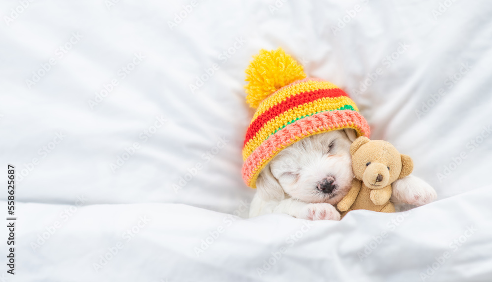 Cozy Bichon Frise puppy wearing warm hat sleeps under  white blanket on a bed at home and hugs favorite toy bear. Top down view. Empty space for text