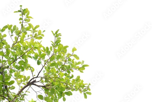 Tropical tree with leaves branches on white isolated background for green foliage backdrop 