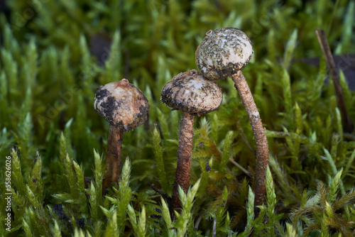 Inedible mushroom Tulostoma brumale in the moss. Known as Winter Stalk-puffball. Group of whitish mushrooms in the xerotherm meadow. photo