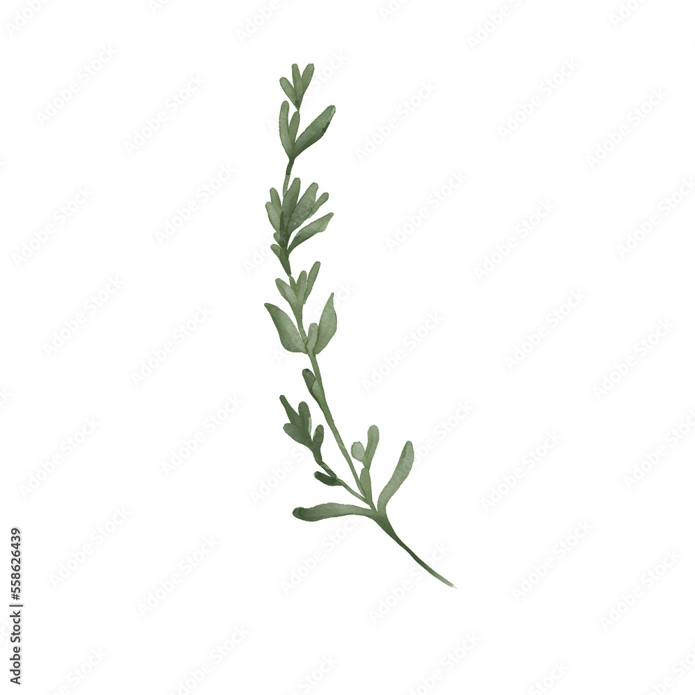Watercolor illustration of thyme herbal plant Watercolor illustration of thyme herbal plant