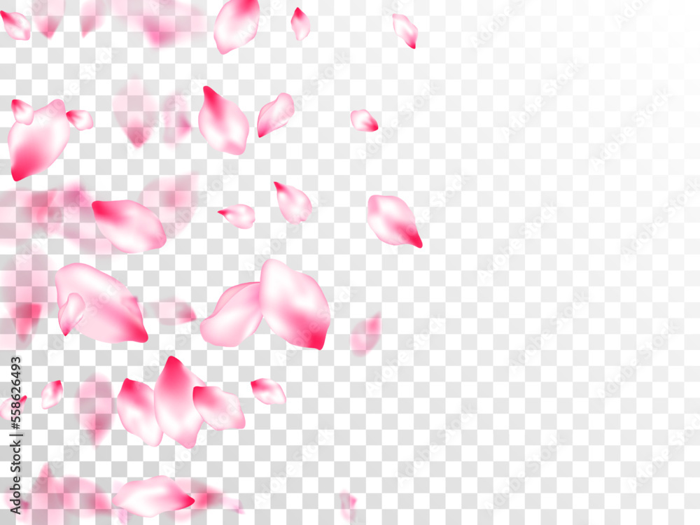 Pink cherry blossom petals isolated Pink cherry blossom petals isolated