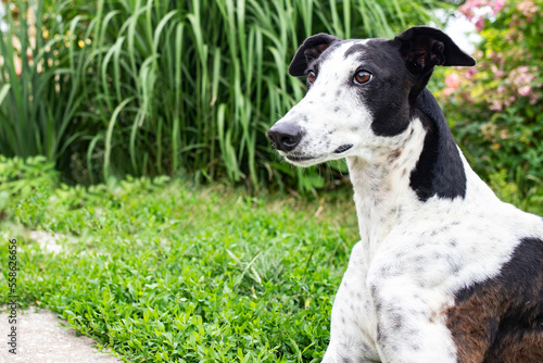 Portrait of a black and white greyhound in a summer garden. Side view, close-up. Close-up portrait of a dog.