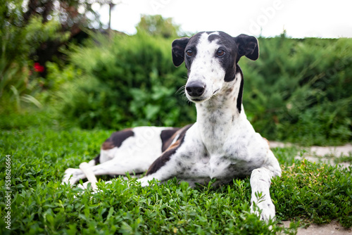 A greyhound lies on the green grass in a flowering garden. Side view  close-up.