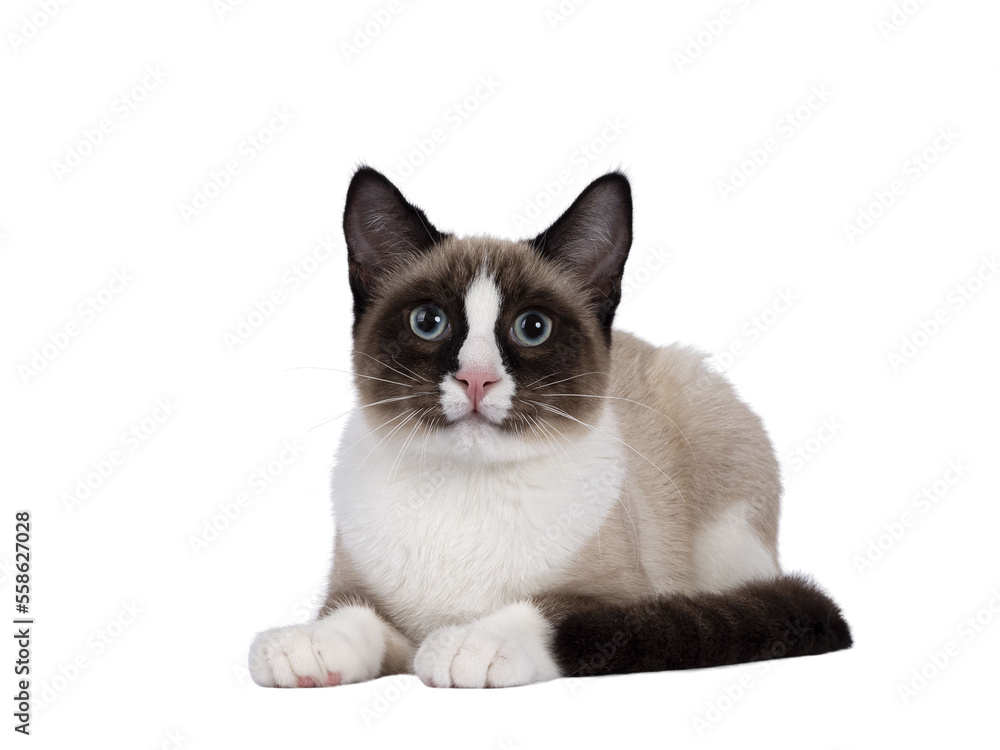 Adorable young Snowshoe cat kitten, laying down facing front. Looking towards camera with the typical blue eyes. Isolated cutout on a transparent background.