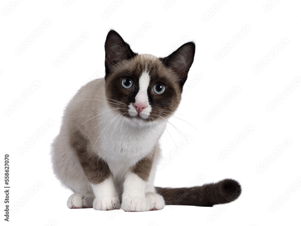 Adorable young Snowshoe cat kitten, sitting front view. Looking curious towards camera with the typical blue eyes. Isolated cutout on a transparent background.
