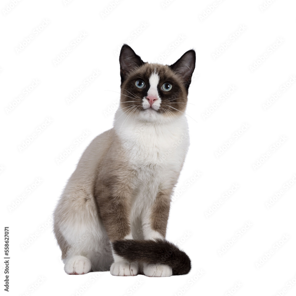 Adorable young Snowshoe cat kitten, sitting up front view. Tail around paws. Looking towards camera with the typical blue eyes. Isolated cutout on a transparent background. Adorable young Snowshoe cat kitten, sitting up front view. Tail around paws. Looking towards camera with the typical blue eyes. Isolated cutout on a transparent background.