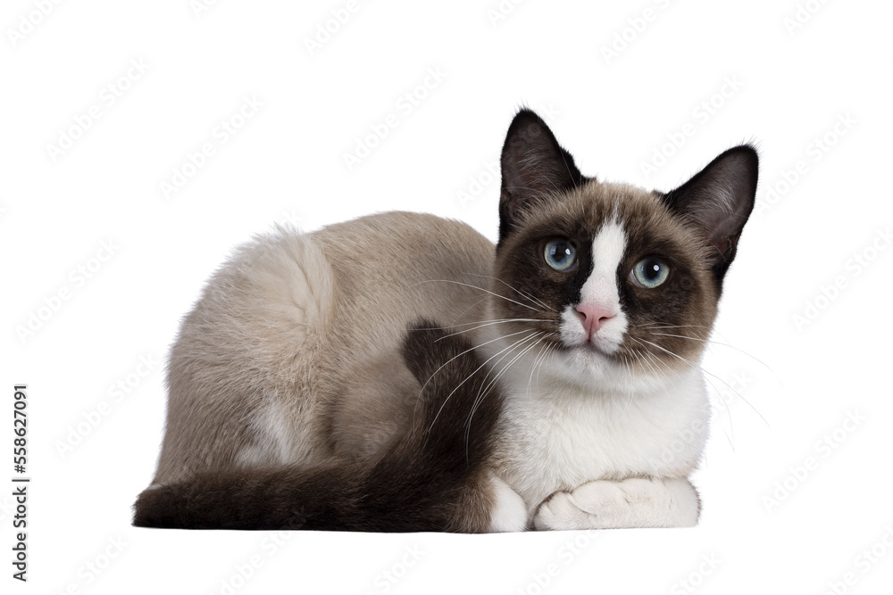 Adorable young Snowshoe cat kitten, laying down side ways. Looking towards camera with the typical blue eyes. Isolated cutout on a transparent background.