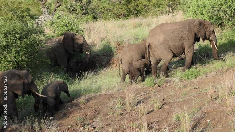 A herd of elephants with calves walks through green bush land in the Kruger National Park. A herd of elephants with calves walks through green bush land in the Kruger National Park.
