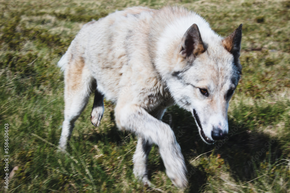 Hiking in the Carpathian Mountains. A dog is like a wolf in the mountains. Salty day. Summer. Hiking in the Carpathian Mountains. A dog is like a wolf in the mountains. Salty day. Summer.