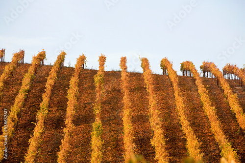 Harvest at Denner Vineyards in Paso Robles, California photo