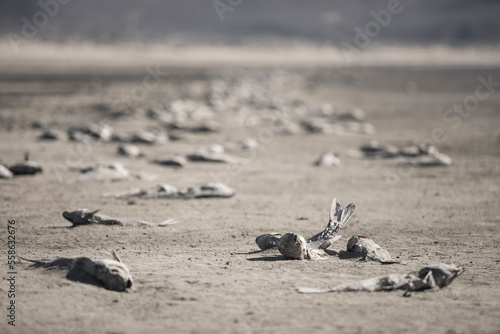 Thousands Of Dead Fish On The Dried Shore Of The Washoe Lake photo