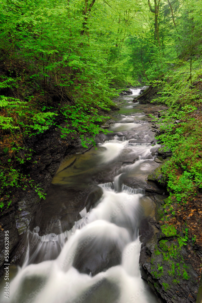 Stream in Fillmore Glen State Park, New York, USA