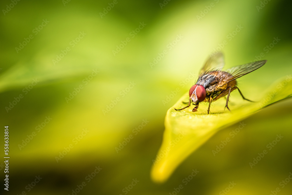 Close up a Fly on green leaf and nature blurred background, Common housefly, Colorful insect, Selective focus. Close up a Fly on green leaf and nature blurred background, Common housefly, Colorful insect, Selective focus.
