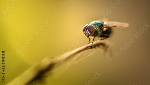 Close up a Fly perched on a tree branch, dry wood with isolated background, Common housefly, Colorful insect, Selective focus.