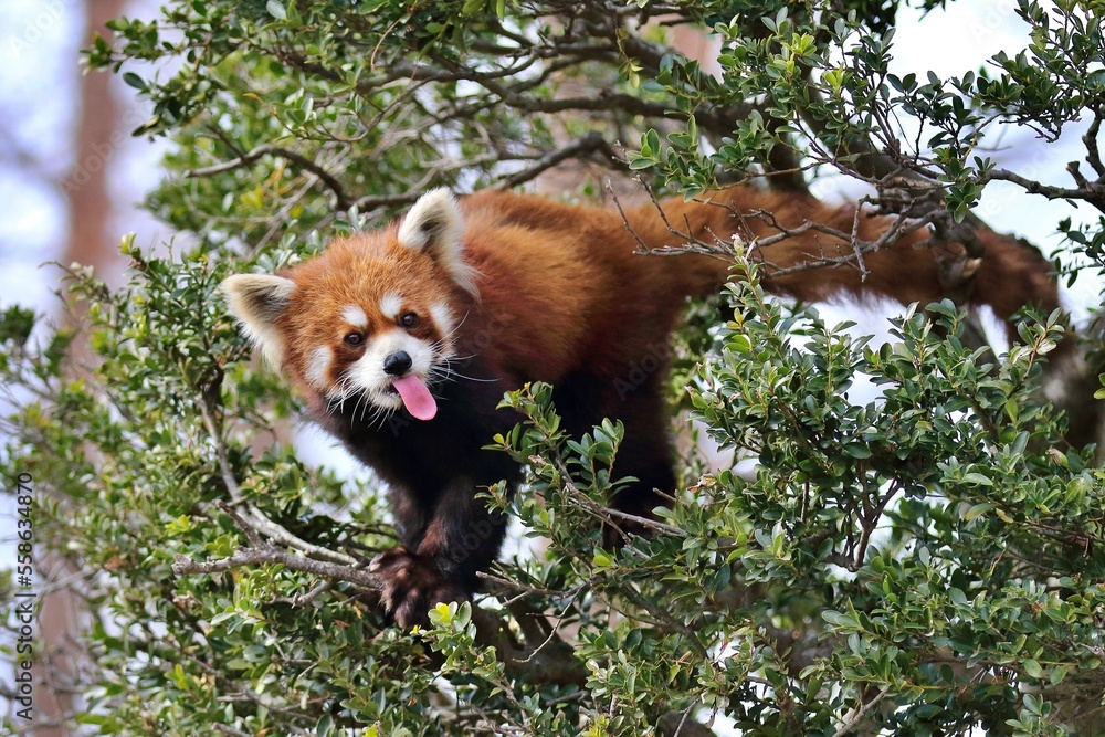 木に登り舌を出すレッサーパンダ 木に登り舌を出すレッサーパンダ