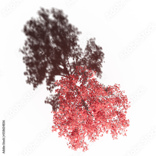 tree with a shadow under it, top view, isolated on white background, 3D illustration, cg render 