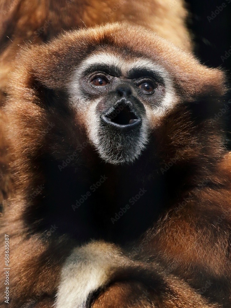 Obraz premium 鳴くシロテテナガザルの表情のアップ