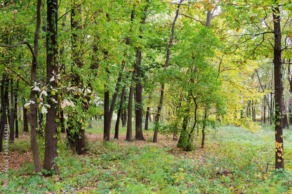 Colored autumn trees in the park of Beato Sante, a shrine Inextricable forest between maple,near Monbaroccio, a little fortified village in the Province of Pesaro e Urbino in the Italian region Marche Colored autumn trees in the park of Beato Sante, a shrine Inextricable forest between maple,near Monbaroccio, a little fortified village in the Province of Pesaro e Urbino in the Italian region Marche