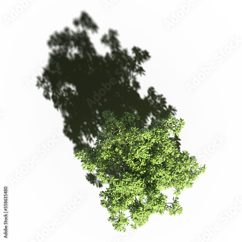 tree with a shadow under it, top view, isolate on a transparent background, 3d illustration
