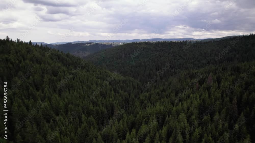 Aerial of big pine tree forest landscape on Marisel mountain valley Aerial of big pine tree forest landscape on Marisel mountain valley