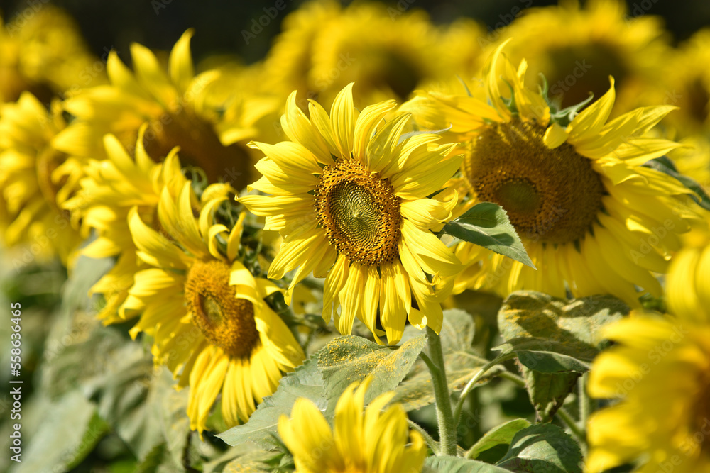 Fototapeta premium Colorful sunflowers in a flower field on a sunny day with blurry background