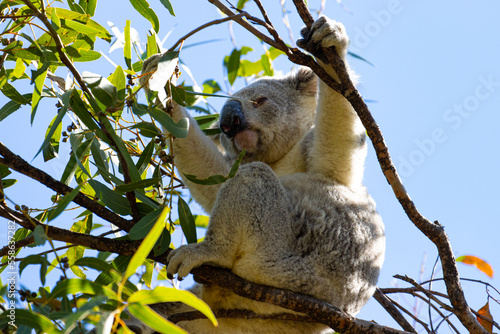 A beautiful, adorable, friendly wild koala bear eating the leaves of a eucalyptus tree found on Magnetic Island, Queensland, Australia. Symbol of Australia