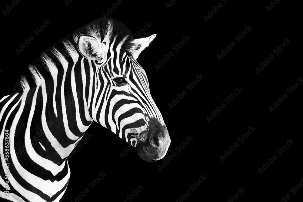Head of Zebra photo in black and white over black background.